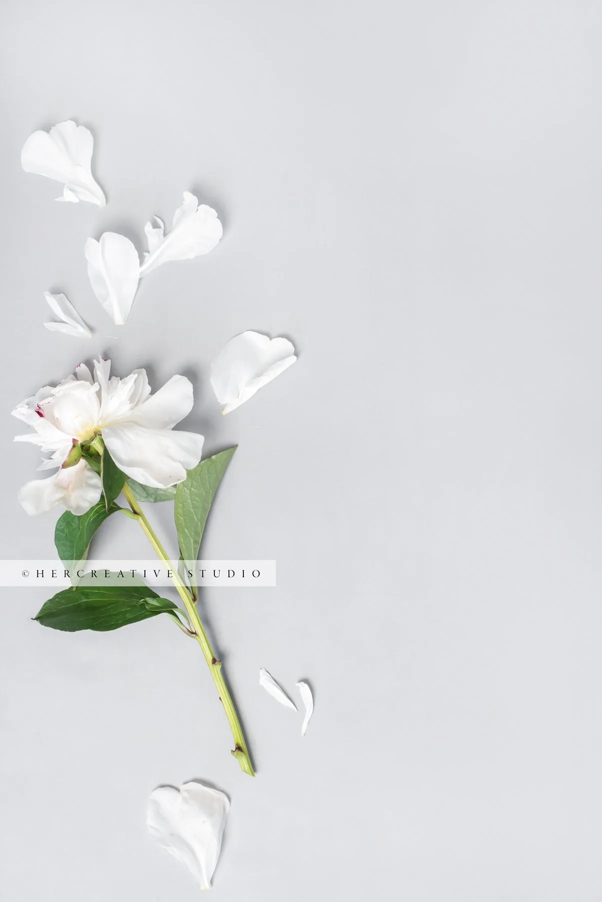 Falling Apart Peony on Grey Background. Stock Image