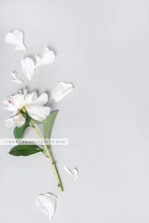 Falling Apart Peony on Grey Background. Stock Image