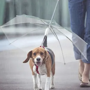 Pet Umbrella & Leash