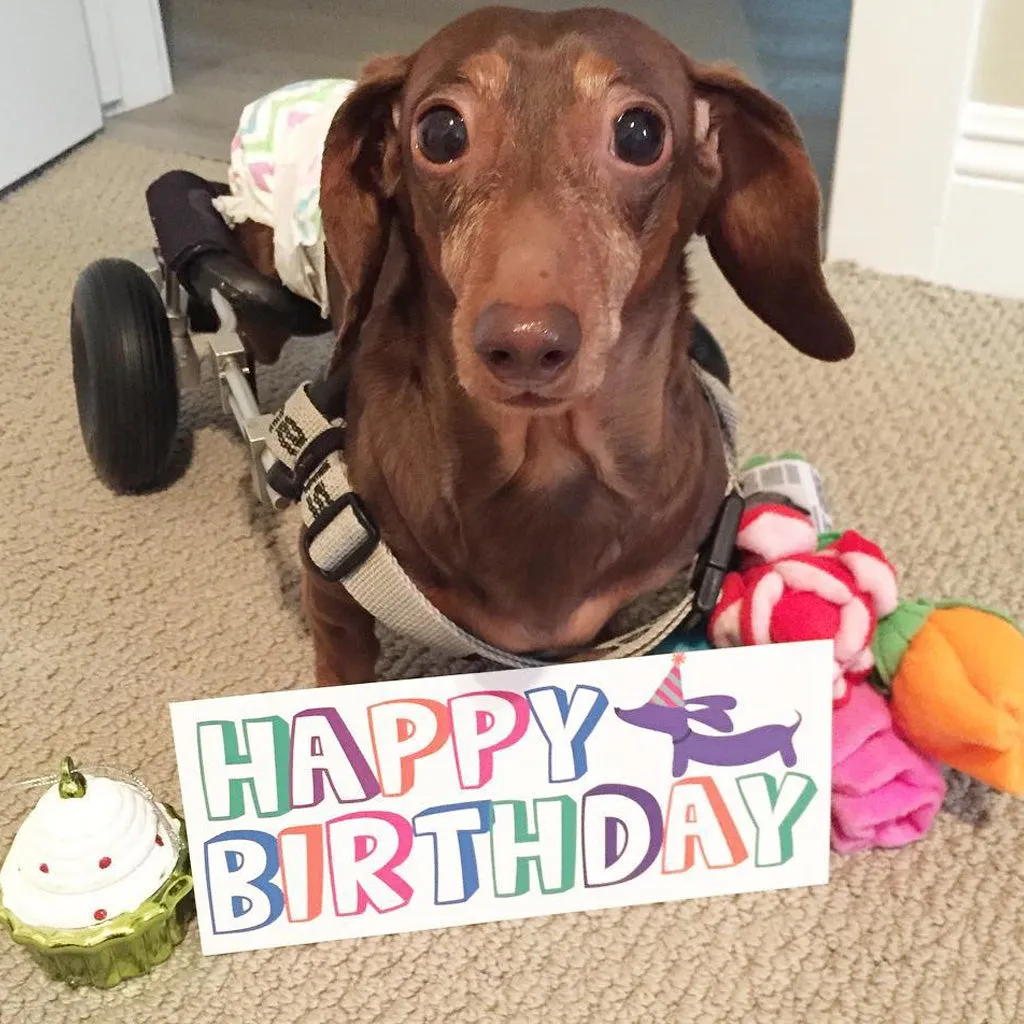 Wienerful Birthday Dachshund Greeting Card and Gift Tags